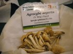 agrocyte aegerita pioppino